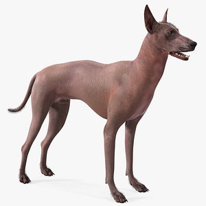 3D Xoloitzcuintle Dog Bronze Fur Rigged