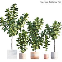 Ficus Lyrata - Ficus pandurata