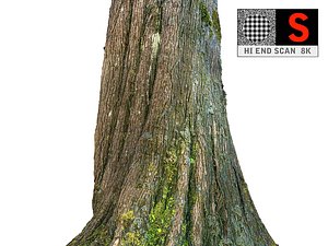 Bark of the jungle tree 8K