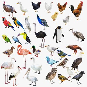 Mega Bird Collection 35 in 1
