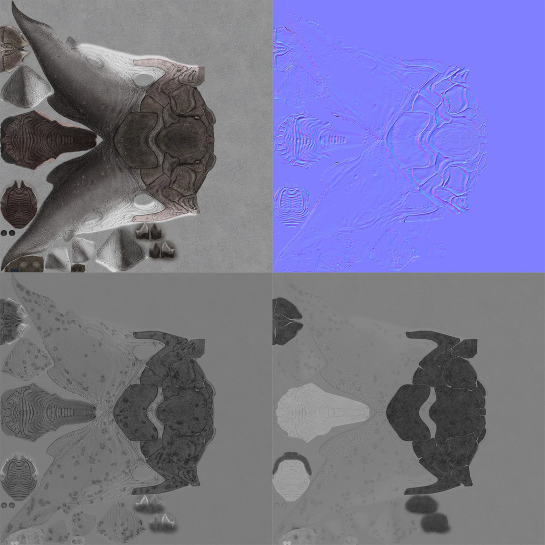 max dunkleosteus fishes devonian https://p.turbosquid.com/ts-thumb/Td/aABz5i/gE4EbQrE/tex/jpg/1373233373/1920x1080/fit_q87/5a2d05bccb052f6b02eddbde332388bdc1974e08/tex.jpg