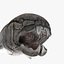 Dunkleosteus