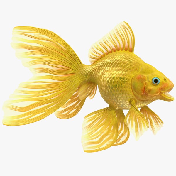 3d金鱼模型