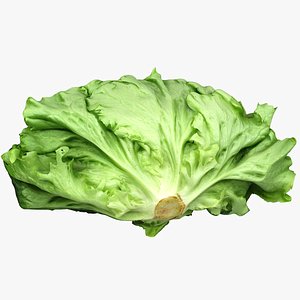 salad head lettuce 3D