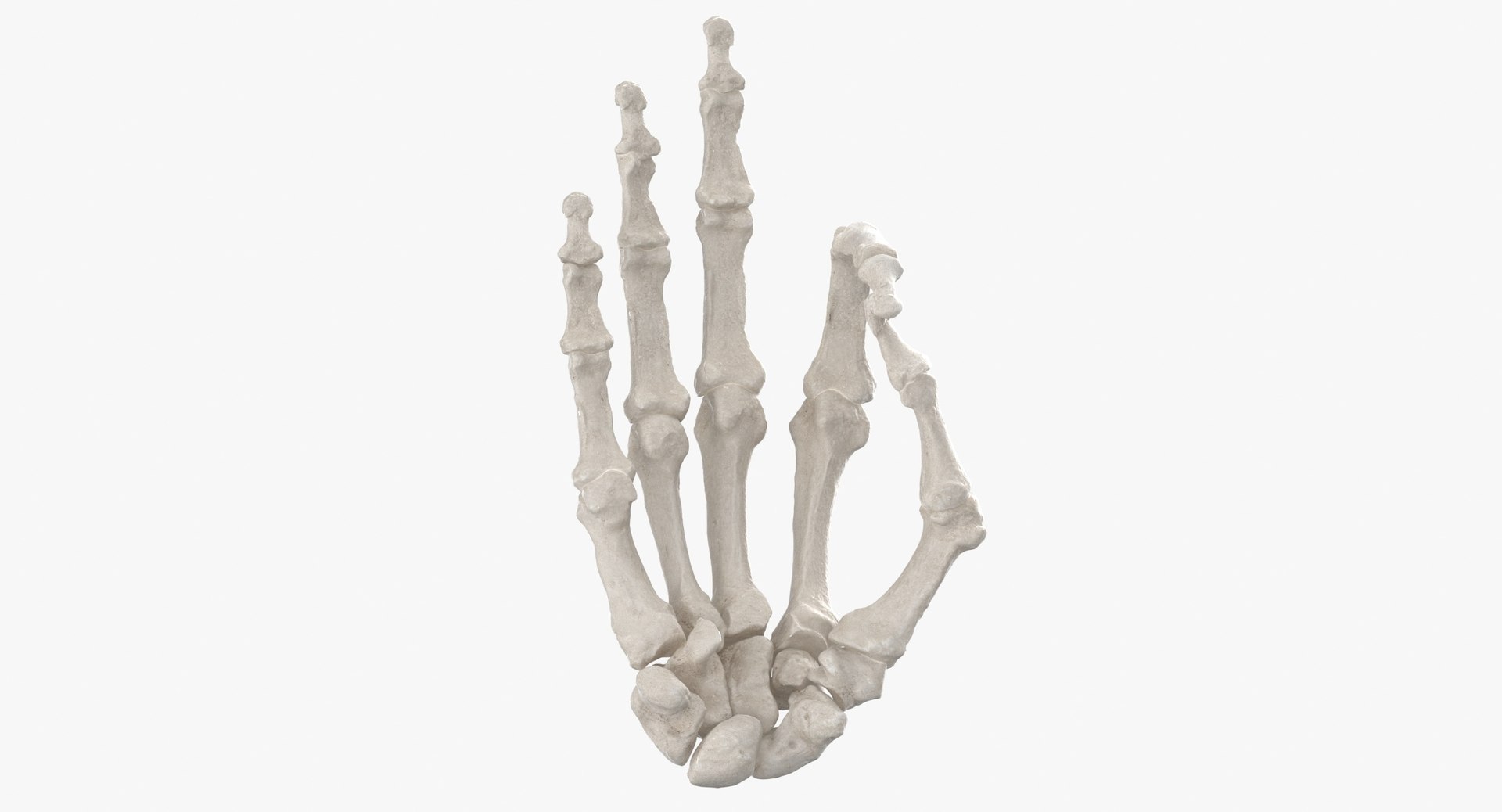 human hand bones white 3D model https://p.turbosquid.com/ts-thumb/Te/0S0sLk/AHMZNf9y/human_hand_bones_hole_sign_thumbnail_0007/jpg/1597827454/1920x1080/fit_q87/7ff18ab5d773f1811d203e97a9b1ed59ecfbb4cf/human_hand_bones_hole_sign_thumbnail_0007.jpg
