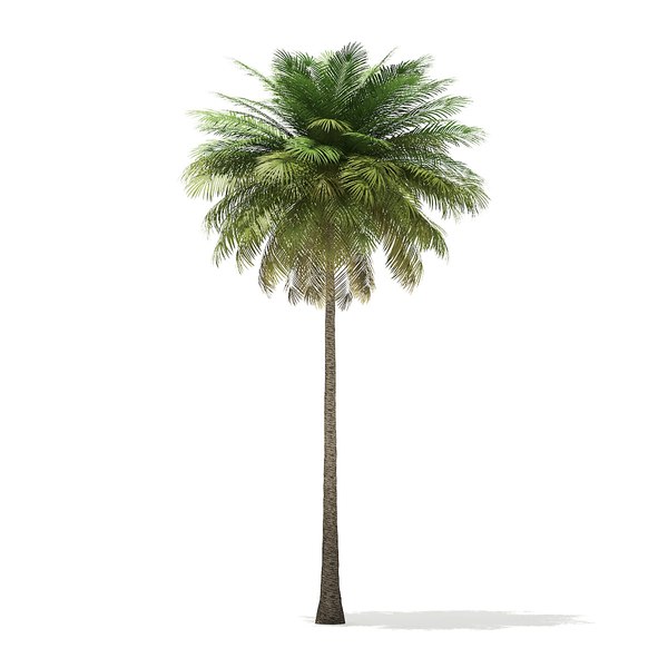 3D coconut palm tree 10