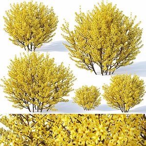 3D forsythia bushes