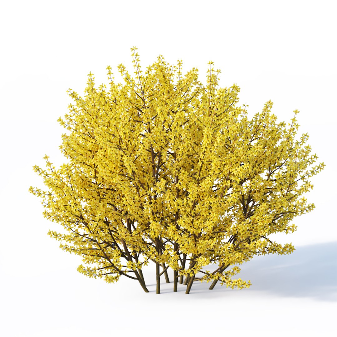 3D Forsythia Bushes - TurboSquid 1366931