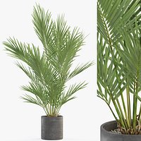 Plants collection 987