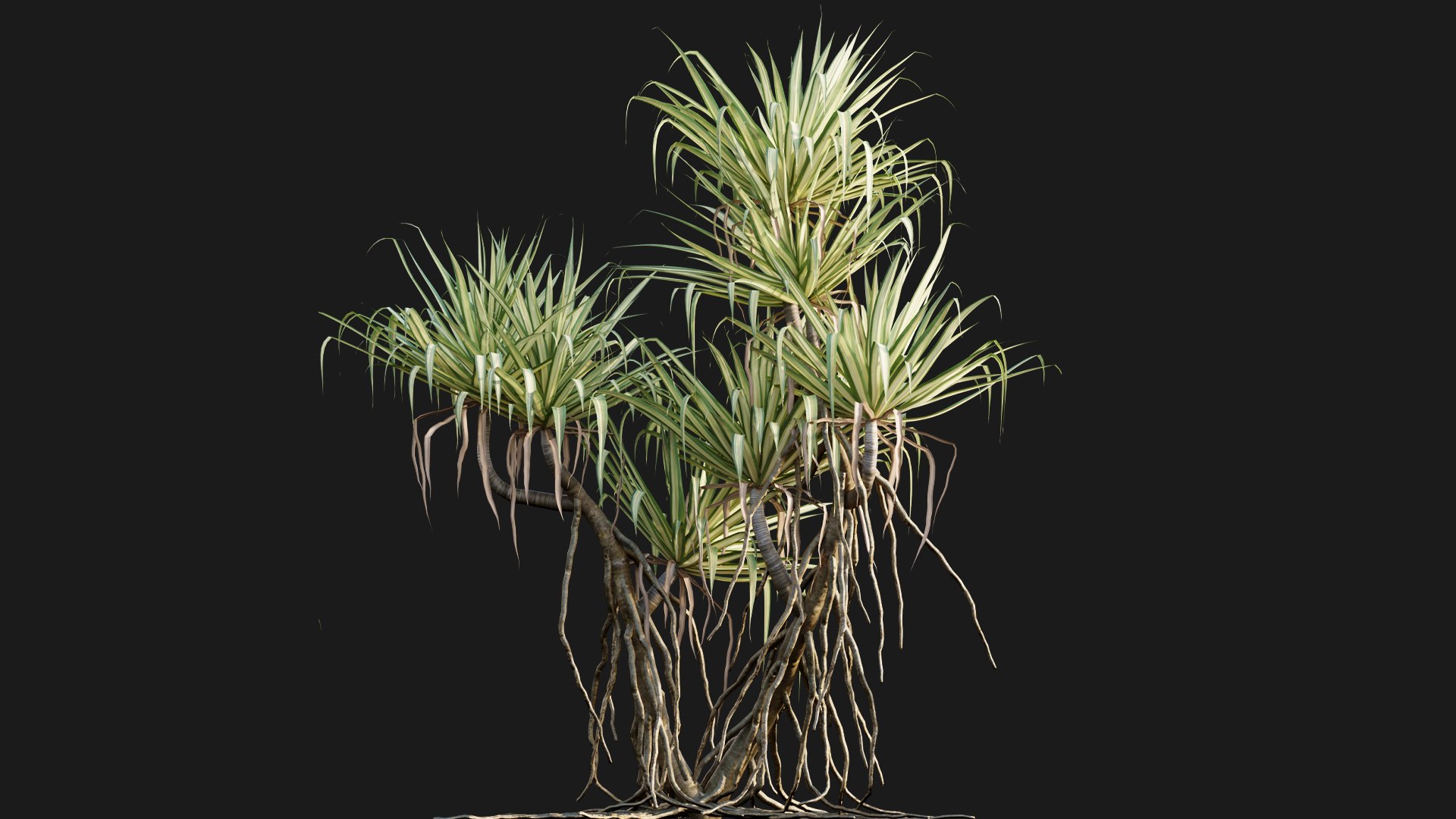 3D Pandanus Baptistii Variegated Dwarf Pandanus TurboSquid 1840734