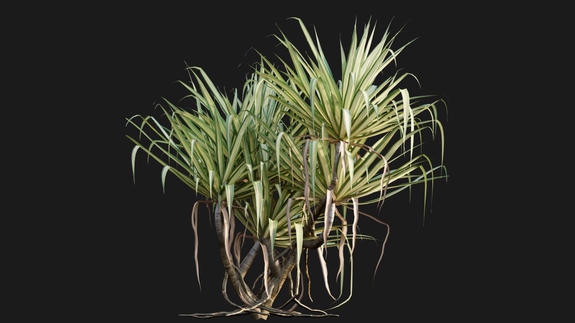 3D Pandanus Baptistii Variegated Dwarf Pandanus TurboSquid 1840734