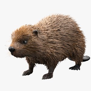 Wet Beaver