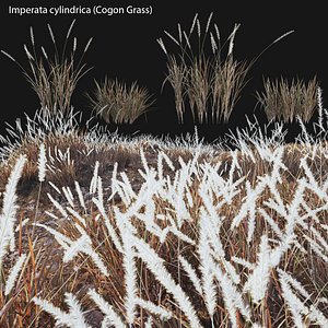 Imperata cylindrica - Cogon Grass 03 3D model
