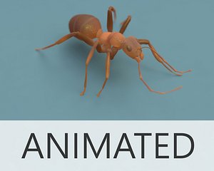 ant animated