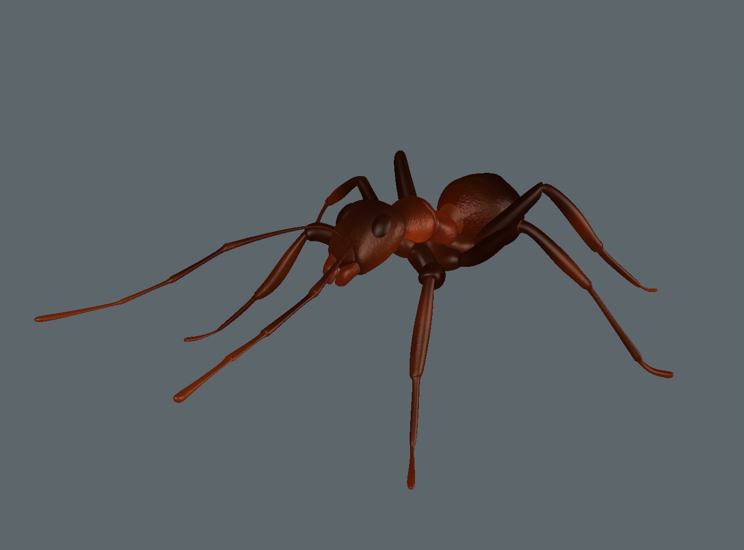 3D animation https://p.turbosquid.com/ts-thumb/Te/VerpVl/8bZaph3k/ant_screen_01/jpg/1491916428/1920x1080/fit_q87/e69dfdfbc7ae8260e8da1425e713cba3dbefad95/ant_screen_01.jpg