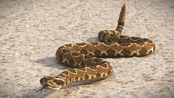 Disegno serpente a sonagli immagini e fotografie stock ad alta risoluzione - Alamy