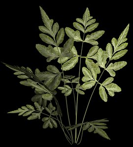 Variegated Pteris Fern maya