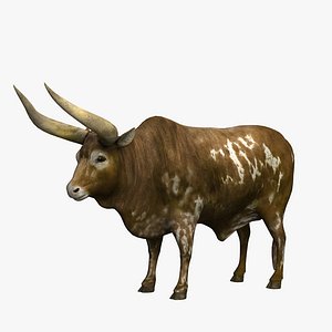 Ankole Watusi