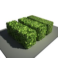 hedge