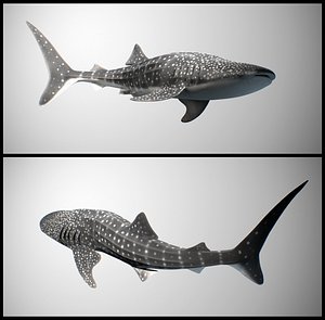 whale shark 3d model
