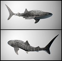Whale Shark