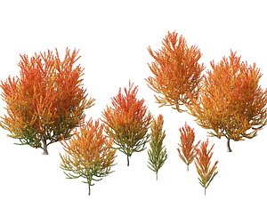 Acer x freemanii Scarsen SCARLET SENTINEL - Freeman maple 3D model