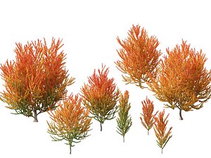 Acer x freemanii Scarsen SCARLET SENTINEL - Freeman maple