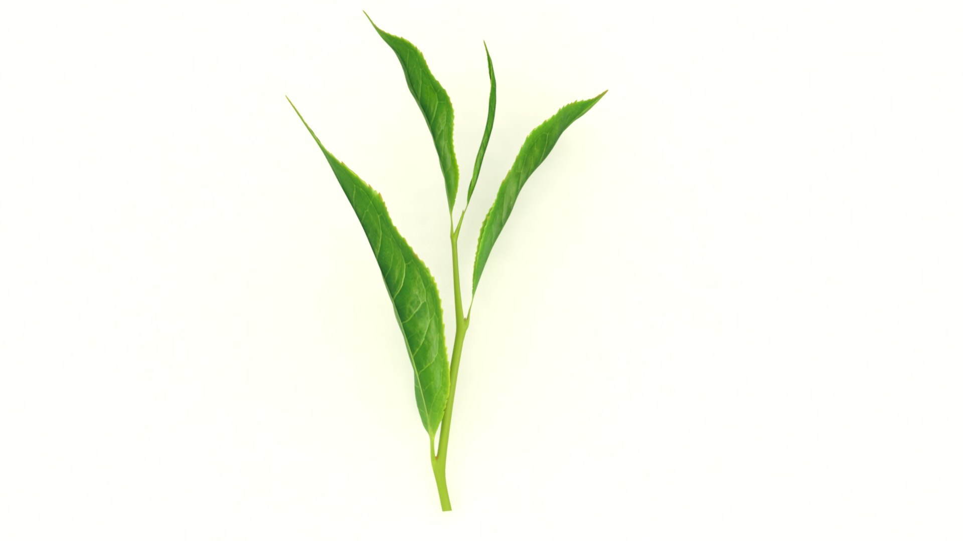 tea sprig 3D https://p.turbosquid.com/ts-thumb/Tf/DGtzVN/DR/3/jpg/1619756574/1920x1080/fit_q87/fb74a71895cc8cf3775a118b5475a7bef7291309/3.jpg