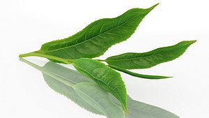 Sprig of tea aroma decor advertising aroma oil