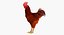 brown hen rigged 3d max