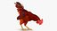 brown hen rigged 3d max