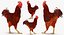 brown hen rigged 3d max