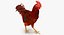 brown hen rigged 3d max