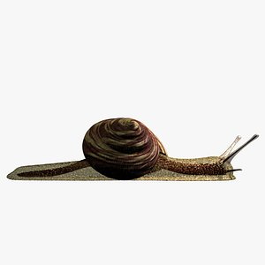 Snail