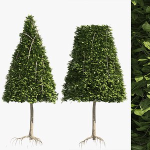 2 Cone topiary tree shape black gum tree 3D