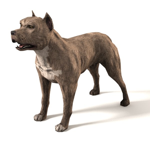 c4d pit bull dog