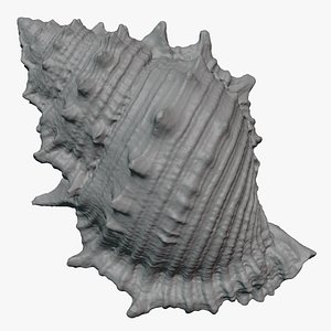 Bursa Spinosa Shell - For 3D Print