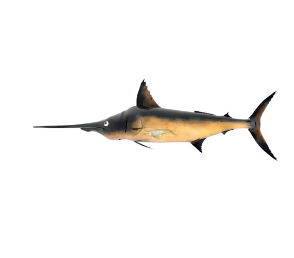 Sword Fish 3D Model - TurboSquid 1625205