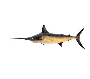 sword fish 3D model