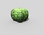 shrub