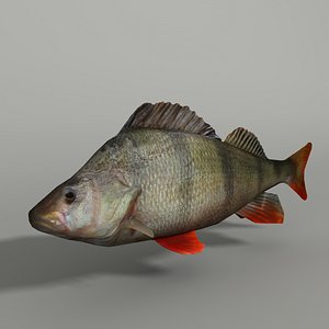 Perch