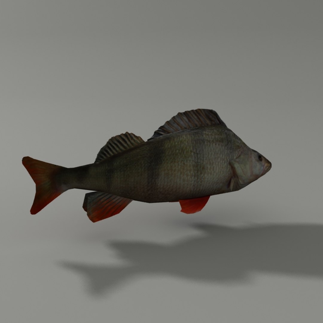 max perch modeled