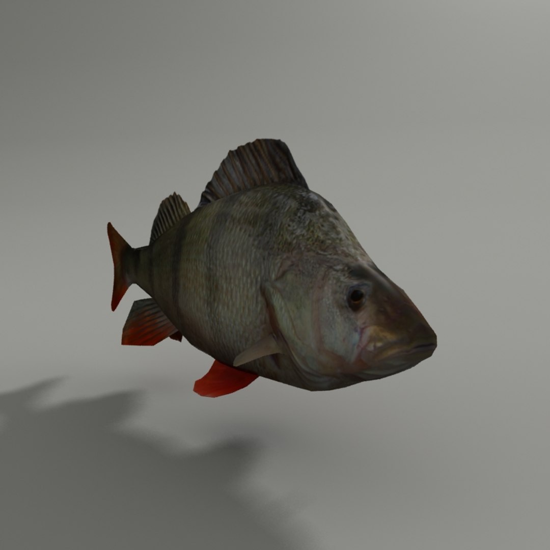 max perch modeled