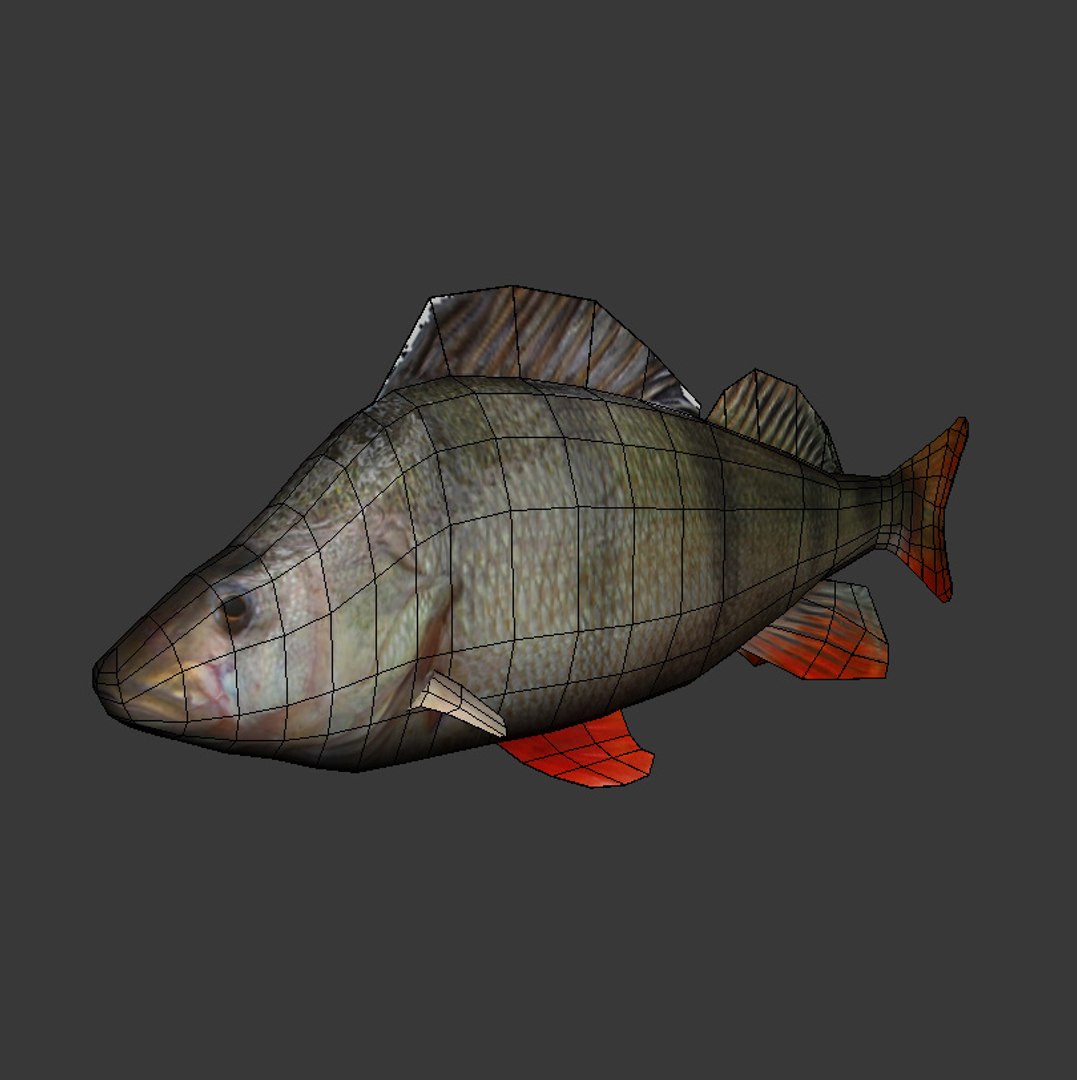 max perch modeled
