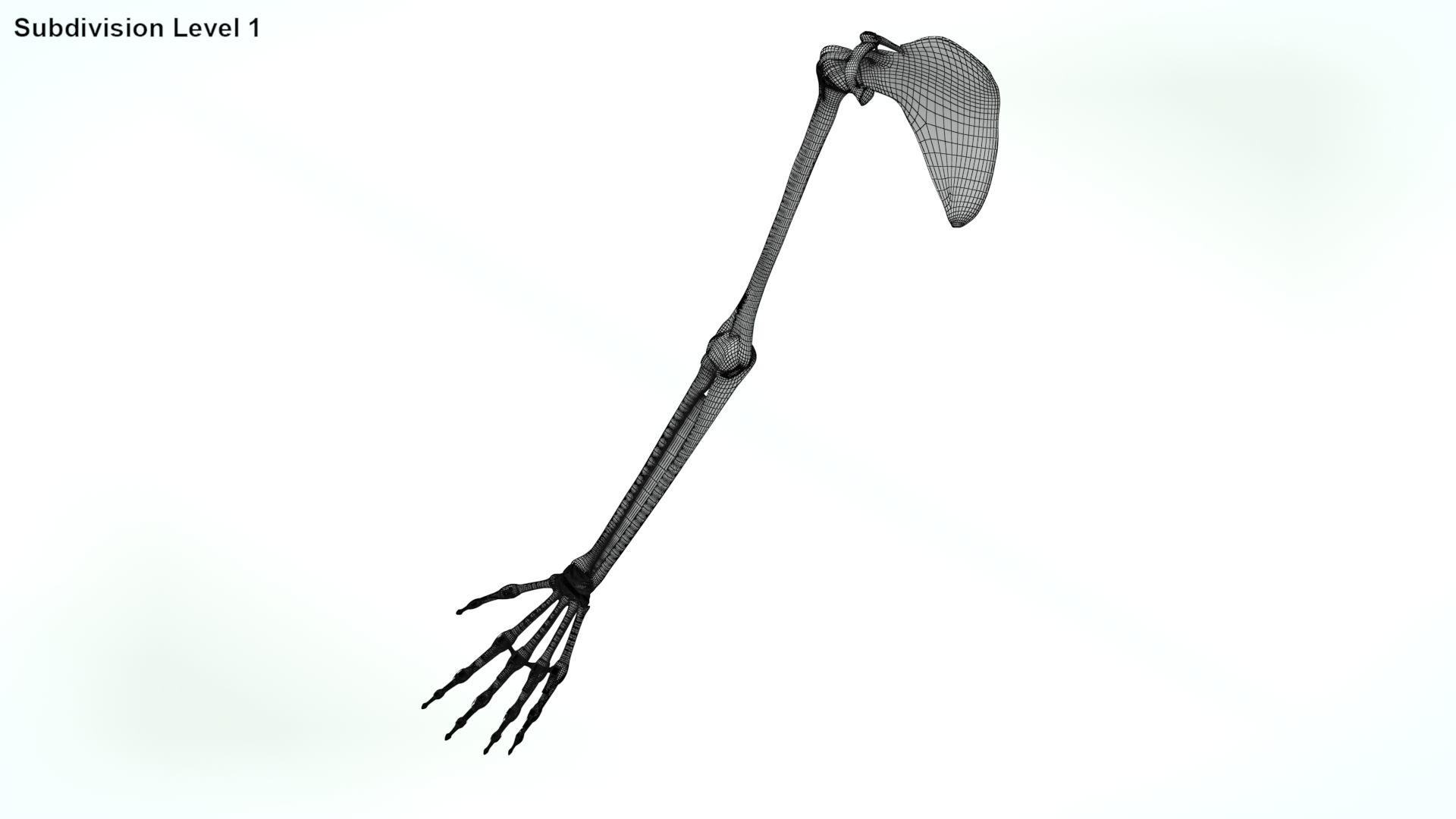 upper limb skeleton 3D model https://p.turbosquid.com/ts-thumb/Tf/hIM9sK/5H/wiree/jpg/1621757018/1920x1080/turn_fit_q99/ce644ffef3786513dc20edb077e7da7682b44466/wiree-1.jpg