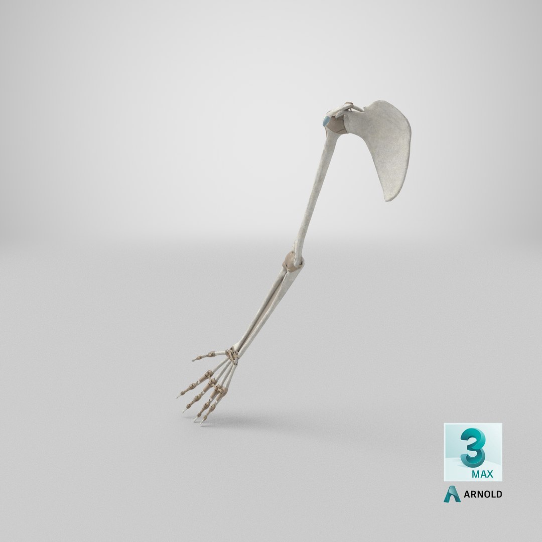 upper limb skeleton 3D model https://p.turbosquid.com/ts-thumb/Tf/hIM9sK/8p/stemcell_max_arnold_render/png/1622888930/1920x1080/fit_q87/d477e7c21534cc36941fbfde01d7b8835ef99028/stemcell_max_arnold_render.jpg