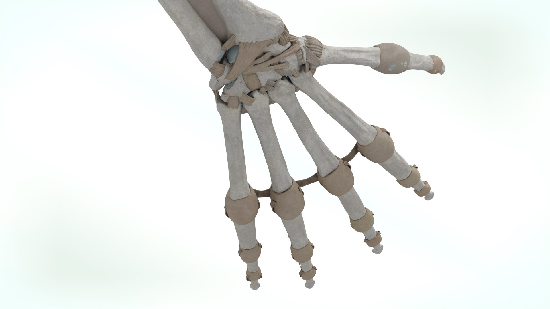 upper limb skeleton 3D model https://p.turbosquid.com/ts-thumb/Tf/hIM9sK/9a/upperlimb6/jpg/1621753114/1920x1080/fit_q87/14cdce524e10bfec85c9d4424e0c06bfa40fffb2/upperlimb6.jpg