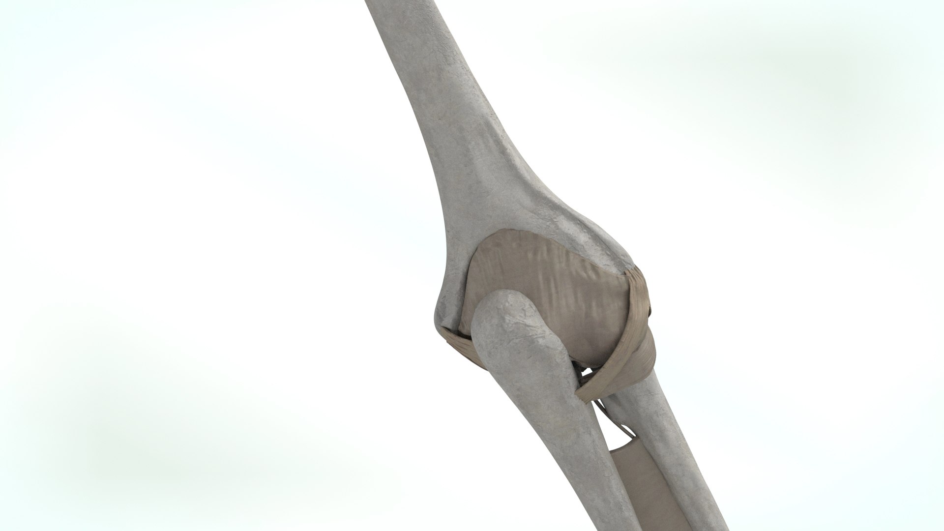 upper limb skeleton 3D model https://p.turbosquid.com/ts-thumb/Tf/hIM9sK/AH/upperlimb7/jpg/1621753111/1920x1080/fit_q87/89fa4249f628d196e8ed074374c8684b86e0dcd7/upperlimb7.jpg