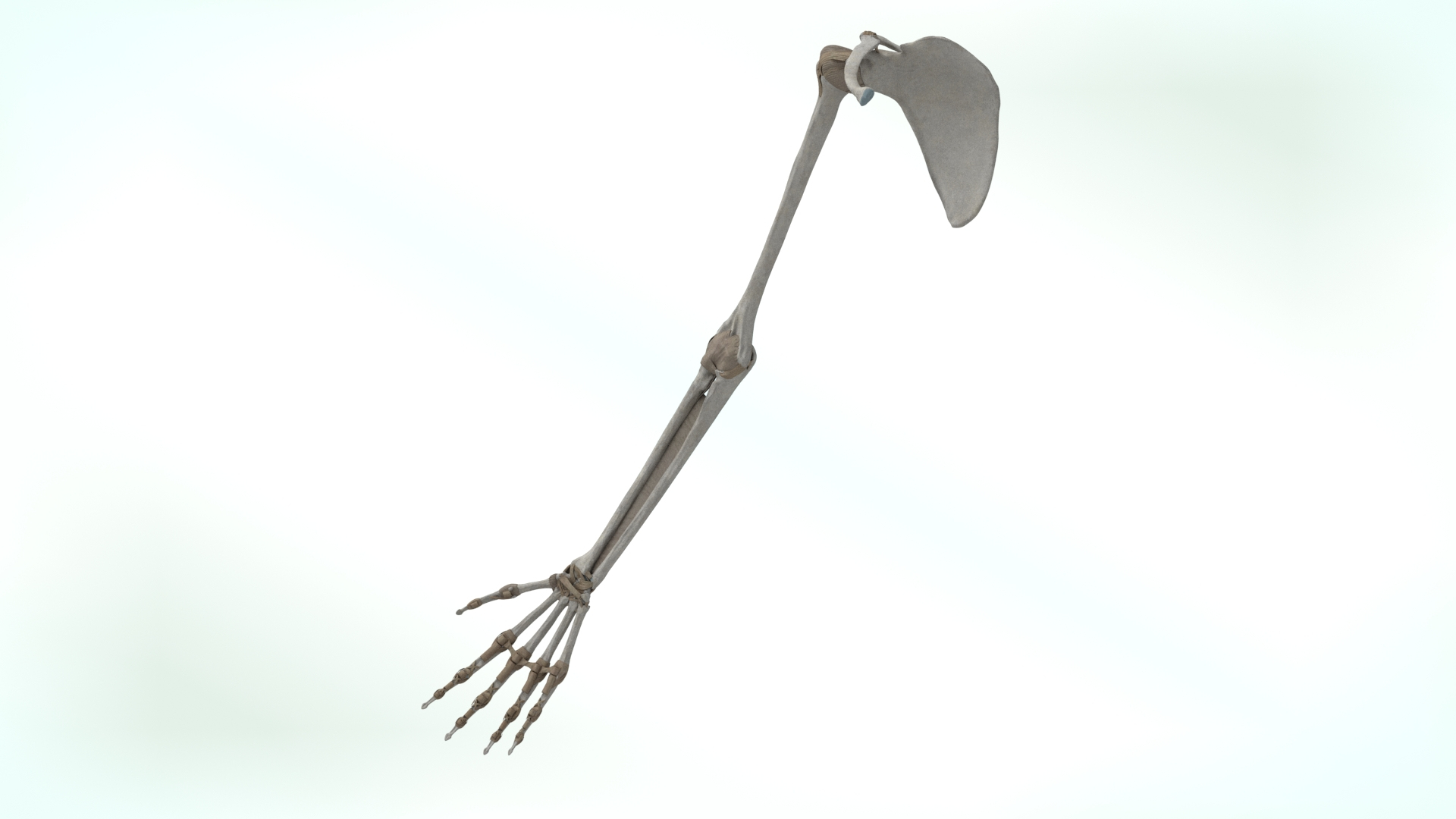 upper limb skeleton 3D model https://p.turbosquid.com/ts-thumb/Tf/hIM9sK/DZ/turn/jpg/1621753231/1920x1080/turn_fit_q99/51db0c2f26e4ae7592ff3d1d88a425475552c7df/turn-1.jpg