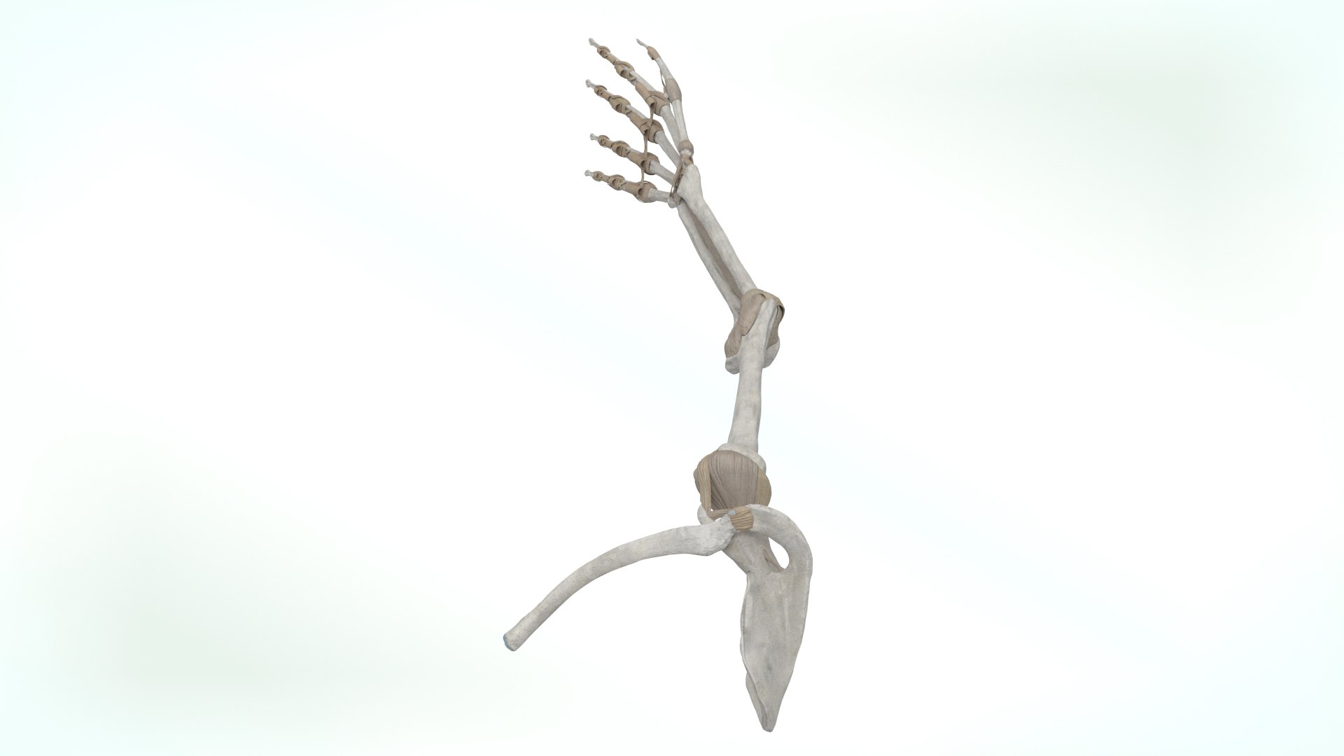 upper limb skeleton 3D model https://p.turbosquid.com/ts-thumb/Tf/hIM9sK/EK/upperlimb3/jpg/1621753110/1920x1080/fit_q87/0083daa17001da8f88bcc29bae24e3e33cbcb10c/upperlimb3.jpg